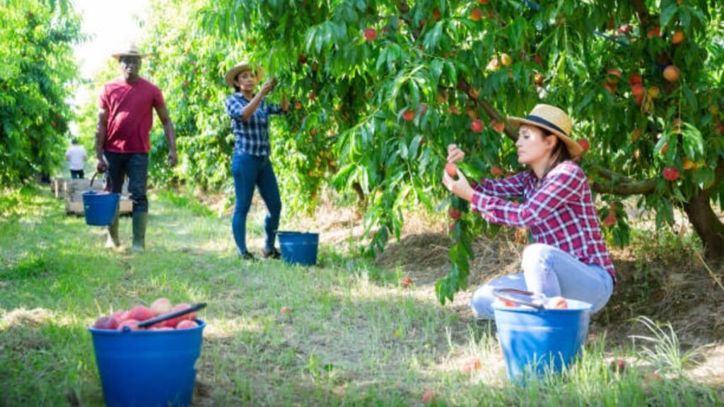 Farm Worker Jobs in New Zealand