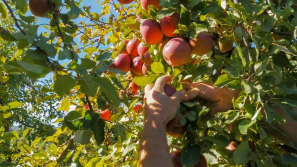 Harvesting and Crop Farm Jobs in Australia