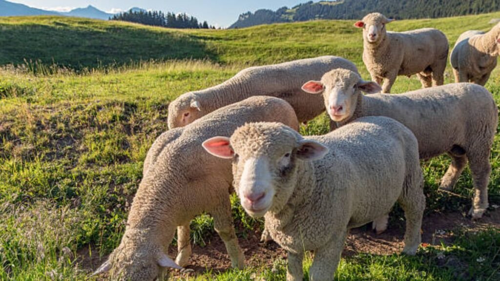 Livestock farm jobs in Switzerland