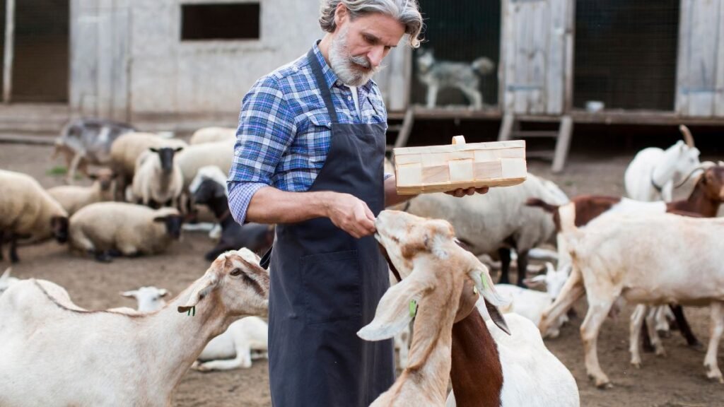 Sheep and Cattle Farm Worker Jobs in New Zealand