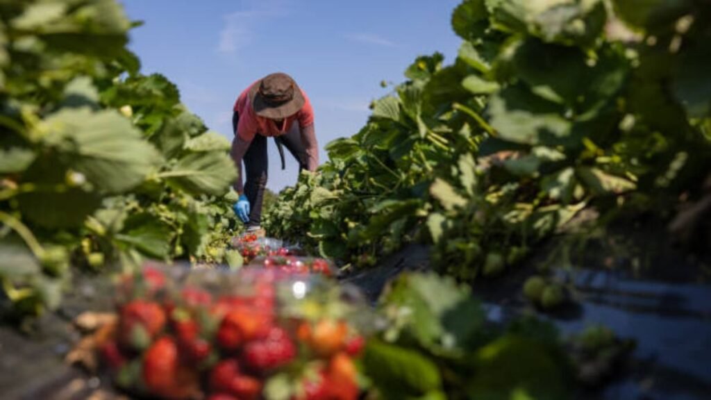 Vegetable farm jobs in Italy