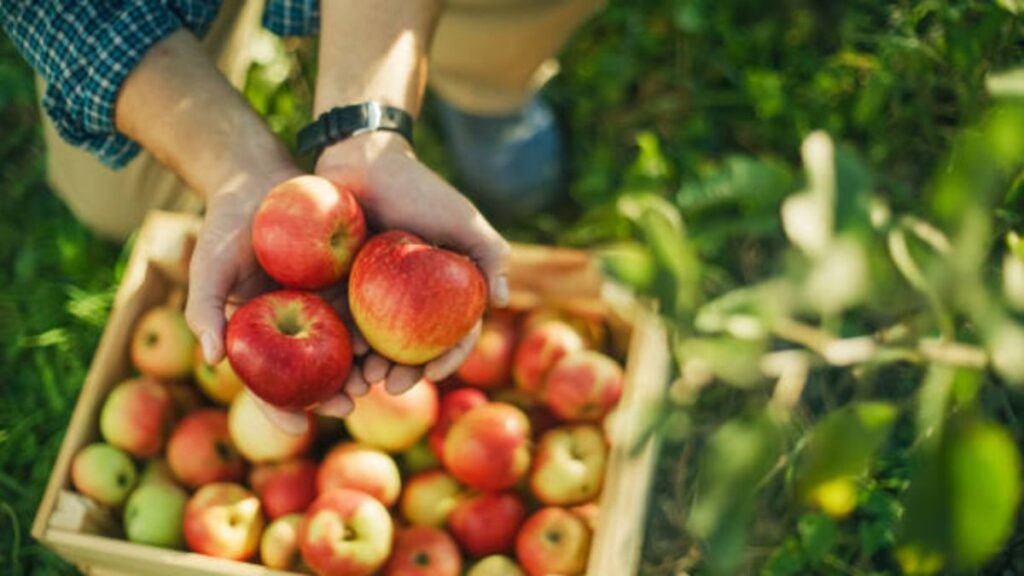 Fruit harvesting jobs in Canada